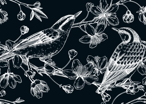 Nuthatches on cherry blossom sketch background in engraved style. Vintage spring seamless pattern with birds and sakura drawing. Botanical vector illustration of blooming branches isolated on black